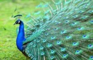 Free download Me and My Peacock or My  Peacock and My Me free photo or picture to be edited with GIMP online image editor