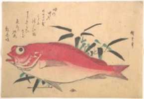 Free download Medetai Fush and Sasaki Bamboo, from the series Uozukushi (Every Variety of Fish) free photo or picture to be edited with GIMP online image editor