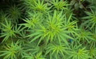 Free download Medical Cannabis Puerto Rico - Marijuana PR - Cannabis Medicinal free photo or picture to be edited with GIMP online image editor