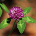 Medium Red Clover – Nature’s Blend of Beauty and Benefits  screen for extension Chrome web store in OffiDocs Chromium