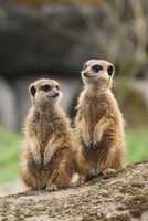 Free download meerkat-1099578_960_720 free photo or picture to be edited with GIMP online image editor