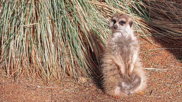 免费下载猫鼬非洲 suricate 野生动物免费图片，使用 GIMP 免费在线图像编辑器进行编辑