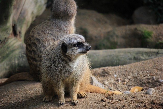 Téléchargement gratuit d'une photo gratuite de suricate, mammifère, animal, faune, à modifier avec l'éditeur d'images en ligne gratuit GIMP