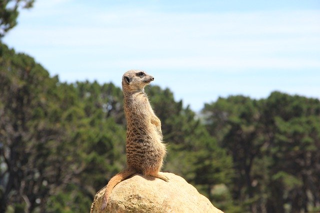 ดาวน์โหลดฟรี meerkat Sentinel พังพอน ตั้งตรง รูปภาพฟรีที่จะแก้ไขด้วยโปรแกรมแก้ไขรูปภาพออนไลน์ฟรี GIMP