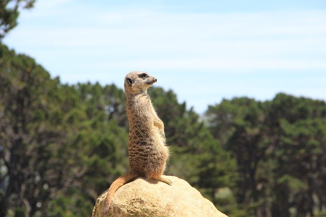 Free graphic meerkat sentinel mongoose upright to be edited by GIMP free image editor by OffiDocs