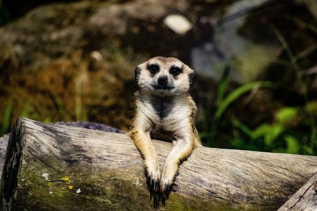 Free download meerkat wildlife animal africa zoo free picture to be edited with GIMP free online image editor