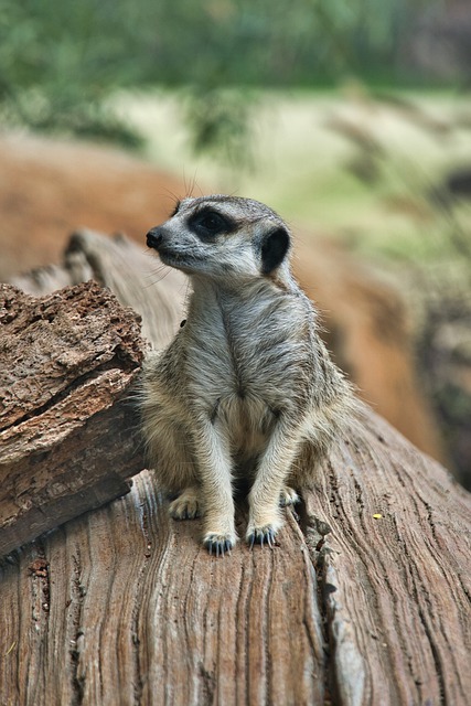 Free download meerkat wildlife standing free picture to be edited with GIMP free online image editor
