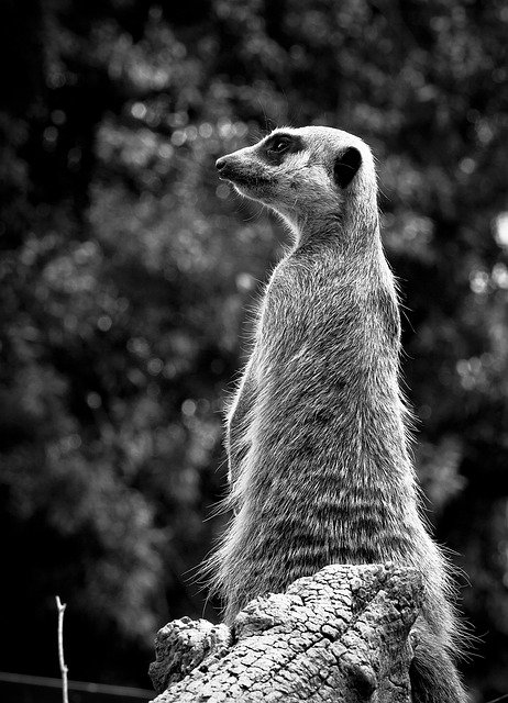 Descărcare gratuită a animalelor meerkat zoo australia pentru a fi editată cu editorul de imagini online gratuit GIMP