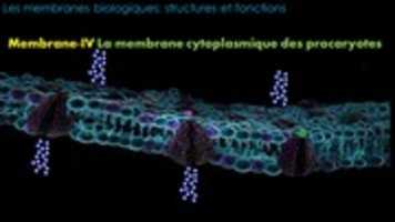 Free download Membrane-IV La membrane cytoplasmique des procaryotes free photo or picture to be edited with GIMP online image editor