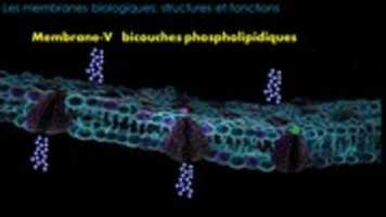 Free download Membrane-V   bicouches phospholipidiques free photo or picture to be edited with GIMP online image editor