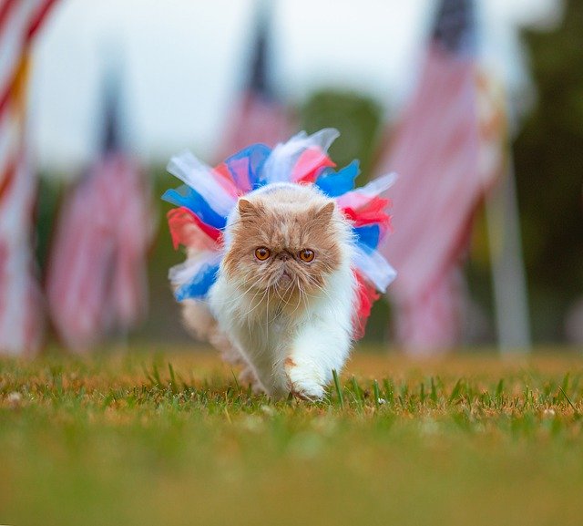 Free download memorial day july 4th patriotic free picture to be edited with GIMP free online image editor