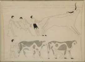 Free download Men Roping a Bull and Driving Cattle, Tomb of Djari free photo or picture to be edited with GIMP online image editor