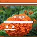 Mexican Marigold  screen for extension Chrome web store in OffiDocs Chromium