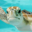 Mexico turtle swim underwater  screen for extension Chrome web store in OffiDocs Chromium