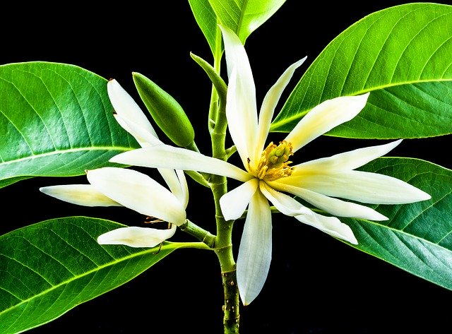 Free download michelia champaca blossom blossom free picture to be edited with GIMP free online image editor