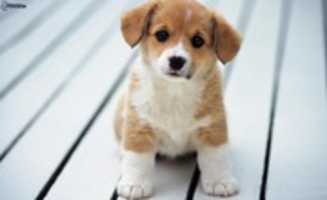 Free download mignon-chiot free photo or picture to be edited with GIMP online image editor