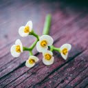 Milky White Flower  screen for extension Chrome web store in OffiDocs Chromium