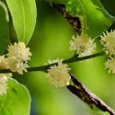 Milky White Flower Branch  screen for extension Chrome web store in OffiDocs Chromium Milky White Flower Branch  screen for extension Chrome web store in OffiDocs Chromium