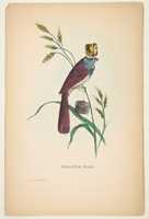 Free download Milliner Bird (Minnie Doyle), from The Comic Natural History of the Human Race free photo or picture to be edited with GIMP online image editor
