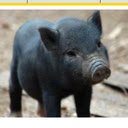 Minigris.nu  screen for extension Chrome web store in OffiDocs Chromium