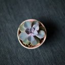 Minimal Succulent  screen for extension Chrome web store in OffiDocs Chromium