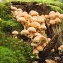 Mini mushrooms and moss under the tree  screen for extension Chrome web store in OffiDocs Chromium