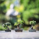 Mini ornamental pots  screen for extension Chrome web store in OffiDocs Chromium