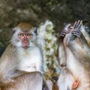 Mischievous Apes  screen for extension Chrome web store in OffiDocs Chromium