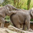 mischievous baby elephant  screen for extension Chrome web store in OffiDocs Chromium
