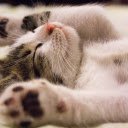 Mischievous kitten  screen for extension Chrome web store in OffiDocs Chromium