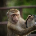 Mischievous monkey  screen for extension Chrome web store in OffiDocs Chromium
