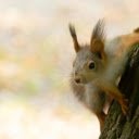 Mischievous yellow squirrel  screen for extension Chrome web store in OffiDocs Chromium