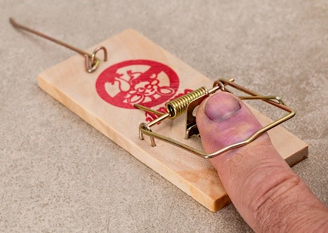 Free download mistake mouse trap foolish hurt free picture to be edited with GIMP free online image editor
