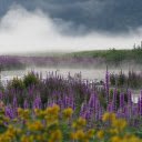 Mist flower  screen for extension Chrome web store in OffiDocs Chromium
