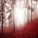 Misty Fall Forest Wallpaper Theme  screen for extension Chrome web store in OffiDocs Chromium