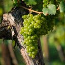 MMany green grapes  screen for extension Chrome web store in OffiDocs Chromium