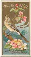 Безкоштовно завантажте Mockingbird із серії Birds of America (N4) для Allen & Ginter Cigarettes Brands безкоштовно фото чи зображення для редагування в онлайн-редакторі зображень GIMP