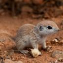 Mohave Ground Squirrel Theme – A Rare Desert Explorer  screen for extension Chrome web store in OffiDocs Chromium