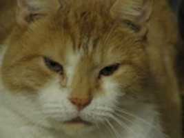Free download MOJO THE CAT free photo or picture to be edited with GIMP online image editor