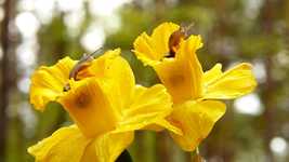 Free download Molluscs Flowers Rain -  free video to be edited with OpenShot online video editor