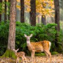 Mom and baby deer  screen for extension Chrome web store in OffiDocs Chromium