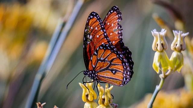 Kostenloser Download von Monarchfalter, Schmetterling, Insekt, kostenloses Bild zur Bearbeitung mit dem kostenlosen Online-Bildeditor GIMP