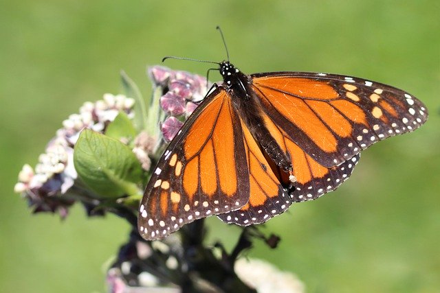 Scarica gratuitamente un'immagine gratuita di farfalla monarca che depone un uovo da modificare con l'editor di immagini online gratuito GIMP