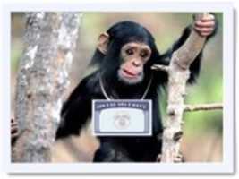 Free download monkey3 free photo or picture to be edited with GIMP online image editor