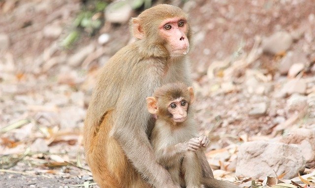 Free download monkeya apes primates mother baby free picture to be edited with GIMP free online image editor