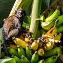 Monkey and bunch of ripe bananas  screen for extension Chrome web store in OffiDocs Chromium