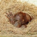 Monkey and hay  screen for extension Chrome web store in OffiDocs Chromium