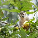 Monkey and ripe fruit  screen for extension Chrome web store in OffiDocs Chromium