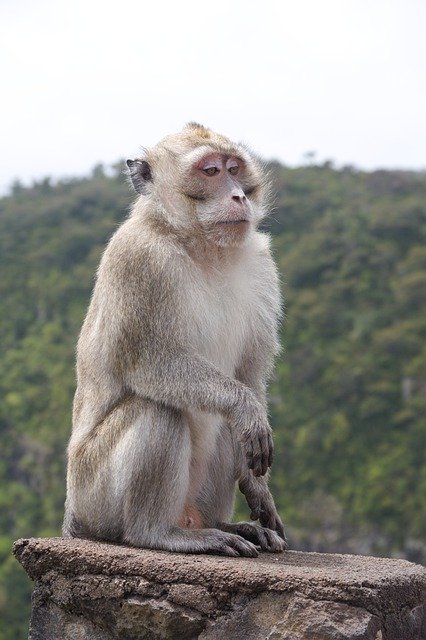 Free download monkey animal wild portrait free picture to be edited with GIMP free online image editor