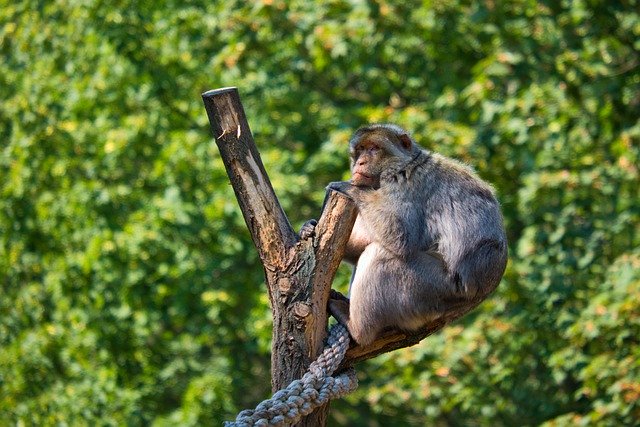GIMP 무료 온라인 이미지 편집기로 편집할 수 있는 원숭이 원숭이 바바리 원숭이 무료 사진 다운로드